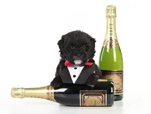 Booze: Dog