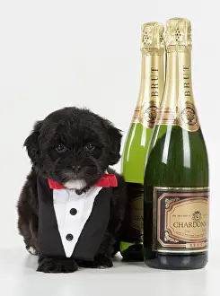 Booze: Dog