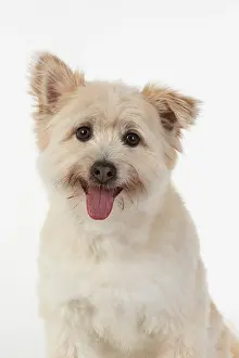 Teddy: DOG. Teddy bear dog, head and shoulders