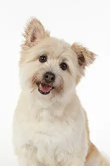 Cocked: DOG. Teddy bear dog, head and shoulders