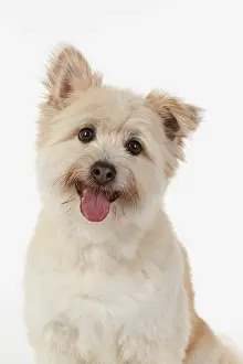 Teddy: DOG. Teddy bear dog, head and shoulders