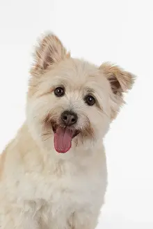 Teddy: DOG. Teddy bear dog, head and shoulders