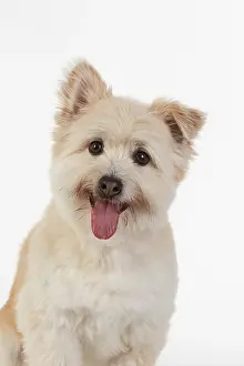 Teddy: DOG. Teddy bear dog, head and shoulders