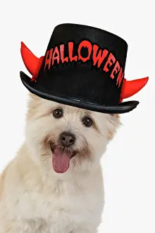 150621: DOG. Teddy bear dog, head and shoulders wearing a Halloween