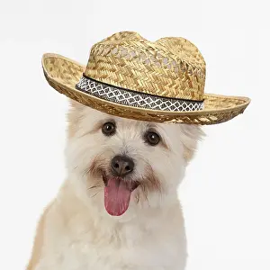 070820: DOG. Teddy bear dog, head and shoulders wearing hat