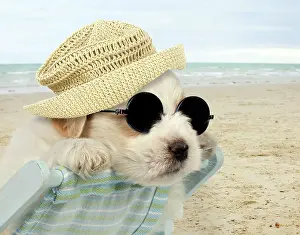 Deckchair: DOG - Teddy bear dog puppy