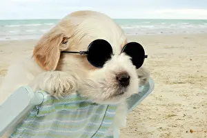 Deckchair: DOG - Teddy bear dog puppy sitting in deckchair