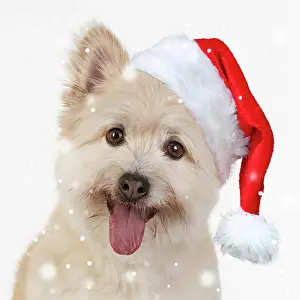 130620: DOG. Teddy bear dog wearing a Christmas hat