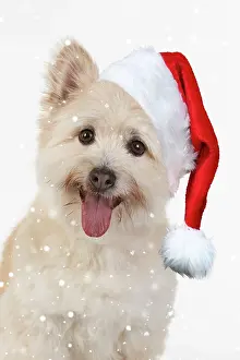 160520: DOG. Teddy bear dog wearing a Christmas hat