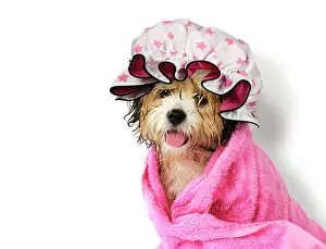 Shower: Dog Teddy Bear dog wrapped in a towel wearing a