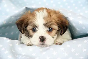 Hybrid: Dog. Teddy bear puppy under blanket