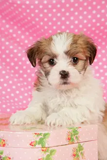 Suitcase: Dog. Teddy bear puppy leaning on pink suitcase