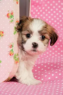 Suitcase: Dog. Teddy bear puppy in pink suitcase
