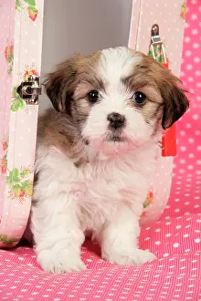 Suitcase: Dog. Teddy bear puppy in pink suitcase