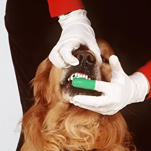 Obedience: DOG - TEETH CLEANING