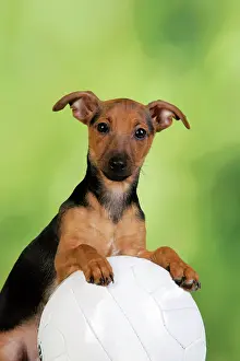 Football: Dog. Terrier X with football