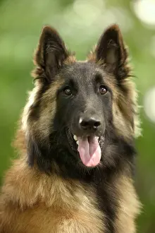 Tervueren: Dog - Tervueren / Belgian Shepherd Dog / Belgian Tervueren