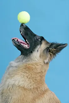 Tervueren: DOG. Tervuren, balancing ball on nose