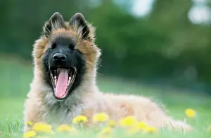 Belge: DOG - Tervuren / Belgian Teruren / Chien de Berger