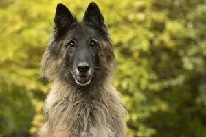 281217: DOG. Tervuren ( Belgium shepherd ) autumn