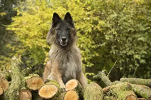 Pile: DOG. Tervuren ( Belgium shepherd ) with log pile, autumn