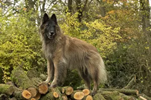 Pile: DOG. Tervuren ( Belgium shepherd ) with log pile, autumn