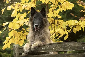 Bench: DOG. Tervuren ( Belgium shepherd ) paws over bench, autumn