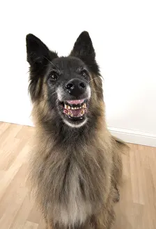 281217: DOG. Tervuren ( Belgium shepherd ) selfie