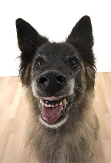 281217: DOG. Tervuren ( Belgium shepherd ) selfie