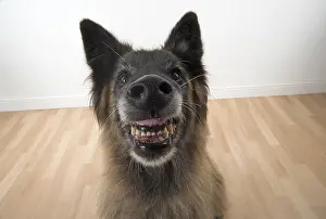 281217: DOG. Tervuren ( Belgium shepherd ) selfie