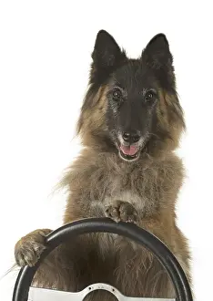 281217: DOG. Tervuren ( Belgium shepherd ) studio, paws
