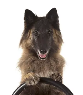 281217: DOG. Tervuren ( Belgium shepherd ) studio, paws