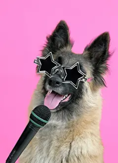 Microphone: DOG. Tervuren, with microphone & glasses