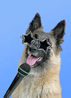 Microphone: Dog - Tervuren with microphone & star shaped sunglasses