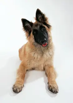 Tervurens: DOG - Tervuren puppy, facing. Alert with ears raised