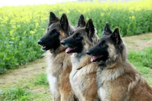 Tervurens: DOG - Tervurens sitting together in field of oil seed rape