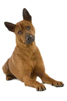 Ridgeback: Dog - Thai Ridgeback