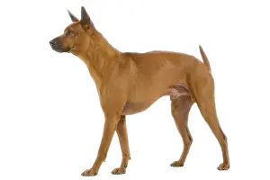 Ridgeback: Dog - Thai Ridgeback