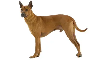 Ridgeback: Dog - Thai Ridgeback