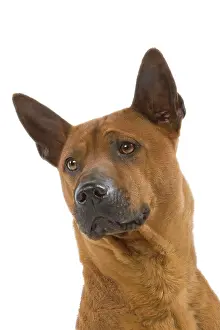 Ridgeback: Dog - Thai Ridgeback