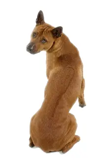 Ridgeback: Dog - Thai Ridgeback