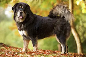 Jean-michel Labat: Dog - Tibetan mastiff