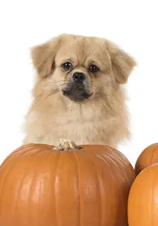 Hallowe En: DOG. Tibetan Spaniel with Pumpkins
