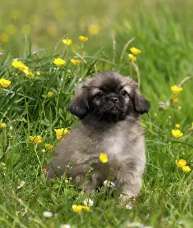 Buttercups: Dog - Tibetan Spaniel puppy