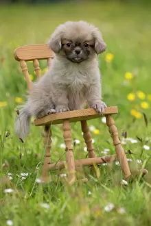 Rocking: Dog - Tibetan Spaniel puppy sitting on rocking chair