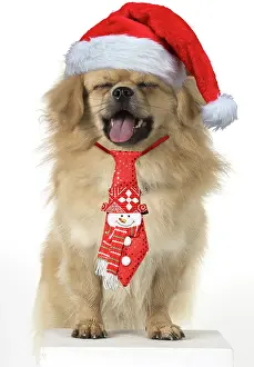 Ties: DOG. Tibetan Spaniel, studio