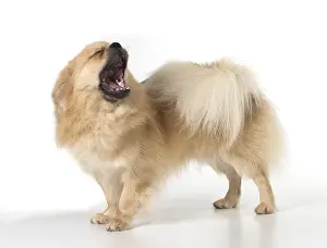 051217: DOG. Tibetan Spaniel, studio