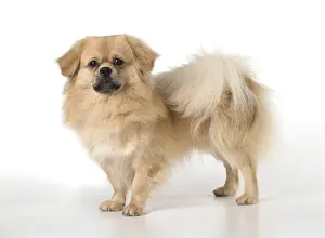 051217: DOG. Tibetan Spaniel, studio