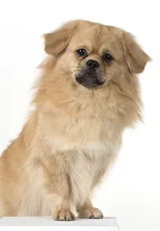 021117: DOG. Tibetan Spaniel, studio