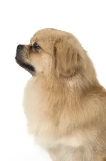 021117: DOG. Tibetan Spaniel, studio